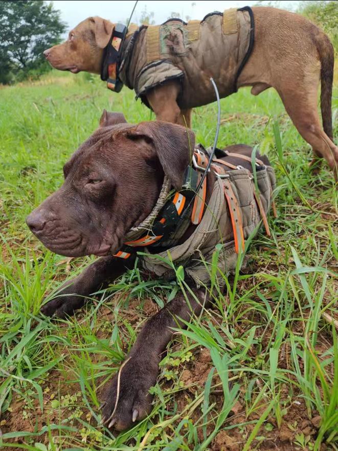 dog with gps dog collar