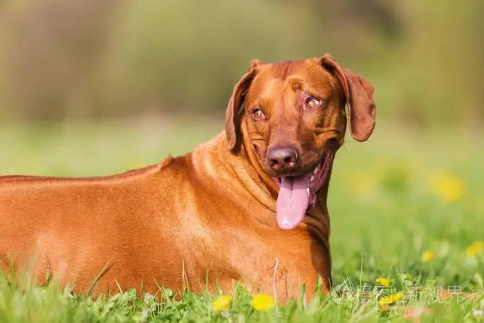 Rhodesian Ridgeback