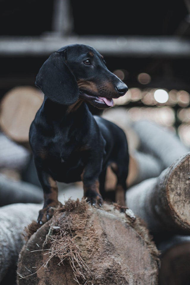 The Dachshund