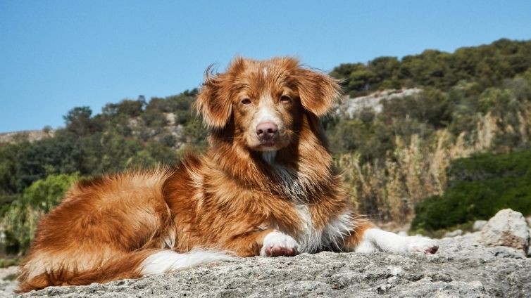 nova-scotia-duck-tolling-retriever