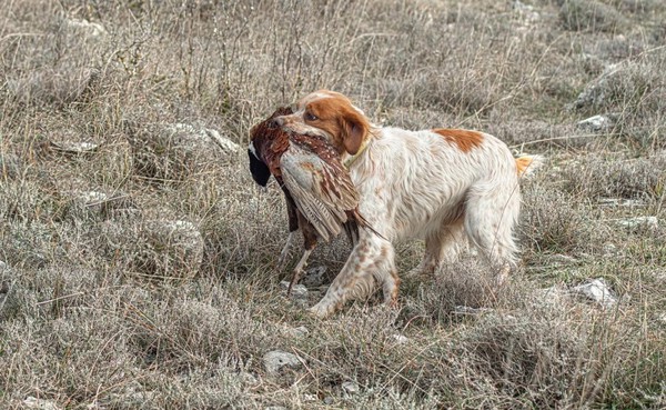 hunting dog hunting dog
